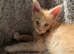 European Pure-breed Maine Coon Kittens. Delivery available!