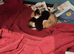 Four kittens..