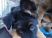 German Shepherd Cross puppies