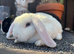 Mini Plush Lops