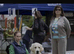 Golden Retriver Champion x Show LN Labrador