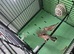 2 male cutthroat finches