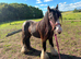 13hh 3 year old mare