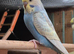 Beautiful spangle mutation budgie