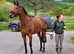 16hh BAY GELDING &bull; 5 YEARS OLD &bull; ROR ELIGIBLE