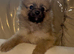 Pomeranian puppies