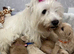 Westie poo  teddy bear faced puppies available