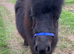 Perfect Therapy Mini Shetland Gelding For Sale