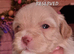 Shihpoos