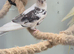 White face male