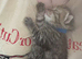 ragdoll mix long haired kittens