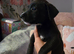 Germanshepard x staffy puppies (Ready)