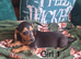 Miniature Dachshund X ShihTzu
