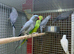 Ring neck parrot