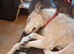 Loving home needed for lurcher