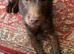 ROCKY &ndash; Small Dog, Big Character!