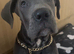 Blue cane corso