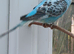 Female show budgie