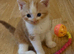Ginger and white boy kitten