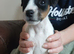 Beautiful Jack Russell babies