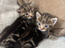 Bengal Kittens
