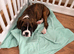 Kc Boxer puppies