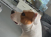 American bulldog X