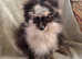 Beautiful Merrill Pomeranian boy