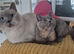 From pedigree BSH with champions in line