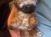 Reduced, All my sisters have found there forever home ,stunning imperial shihTzu puppy ready to go