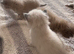 Pure ragdolls
