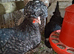 WC poland hatching eggs