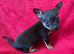Beautiful Belle Ready Soon