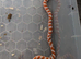 Amel female scaled corn snake (het scaleless)