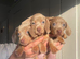 Exceptional Miniature Dachshund Puppies &ndash; Isabella & Blue