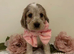 KC Registered Show Type Cocker Spaniel Puppies