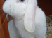 Male white rabbit with blue eyes