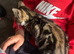 Beautiful female kitten