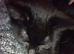 1 male kitten available £30 from long Eaton
