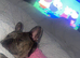 Gucci frenchbulldog