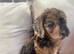 Cockapoo puppies ready now