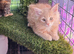 Maine Coon kittens for sale ready soon