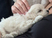 Home-Raised F1 Maltipoo Puppy – ready Now