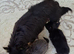 Chihuahua puppies