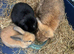 Two Gorgeous Mini Lop Babies
