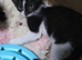 LynOnly 2 female Ragdoll X kittens 11 weeks old ready to leave!