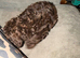 Beautiful chocolate brown toy poodle