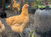 3 buff Orpington's