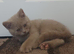 Chocolate and lilac boys british shorthair