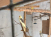 Young semi tame cockatiels